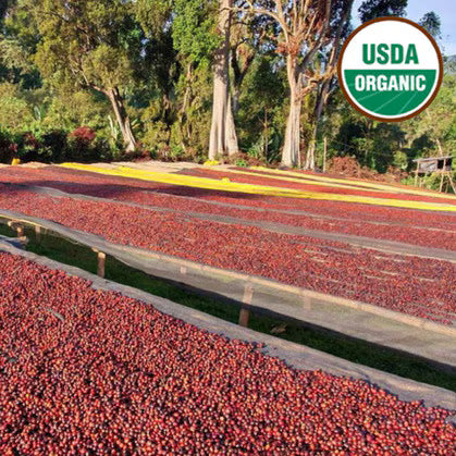Ethiopian Sidama Ayla Bombe Natural